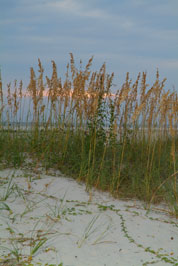 sea oats photo